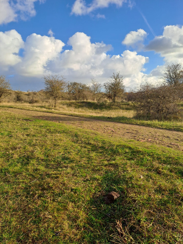 Holistisch welzijn, wandel coaching, wandelen in de natuur. 