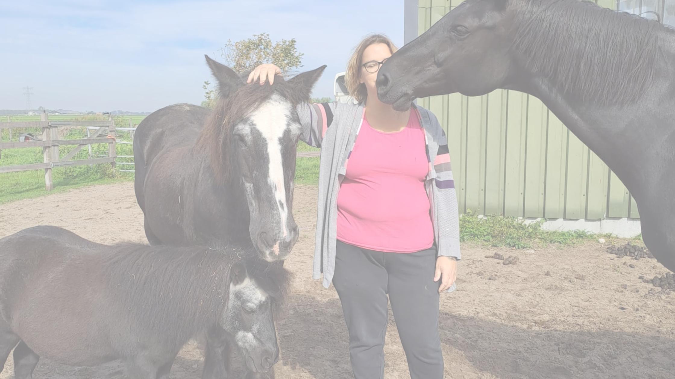 Paard in balans. Healing voor jou en je paard. Energetisch werk. 