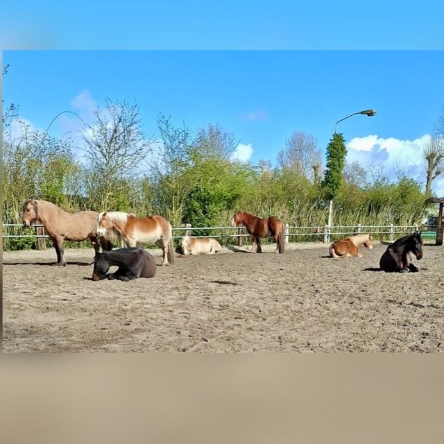 Reiki tussen de paarden. Coaching tussen de paarden.